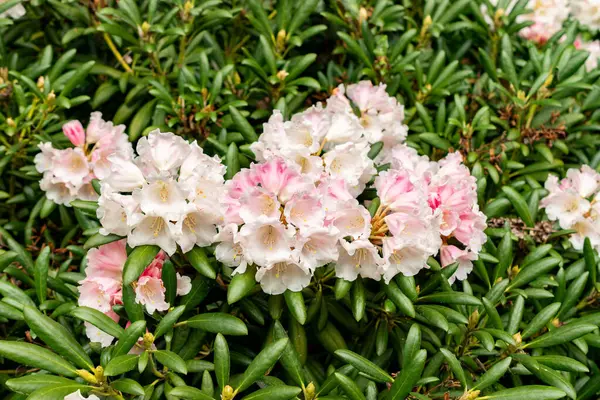 Saint Gallen, İsviçre, 9 Mayıs 2025 Rhododendron Degronianum var Yakushimanum fabrikası Botanik Bahçesinde