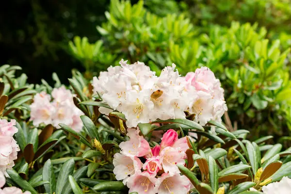 Saint Gallen, İsviçre, 9 Mayıs 2025 Rhododendron Degronianum var Yakushimanum fabrikası Botanik Bahçesinde