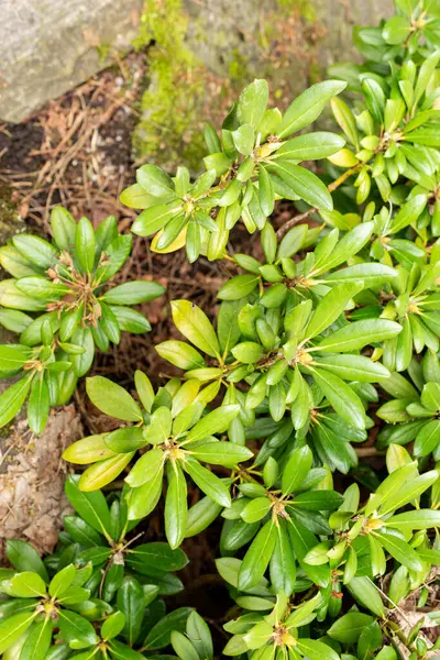 Saint Gallen, İsviçre, 9 Mayıs 2025 Rhododendron Degronianum var Yakushimanum fabrikası Botanik Bahçesinde