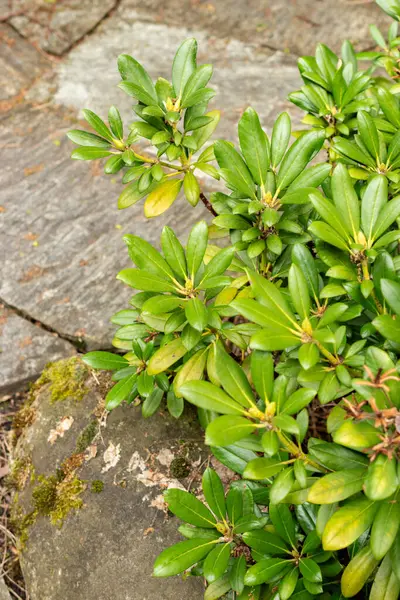 Saint Gallen, İsviçre, 9 Mayıs 2025 Rhododendron Degronianum var Yakushimanum fabrikası Botanik Bahçesinde