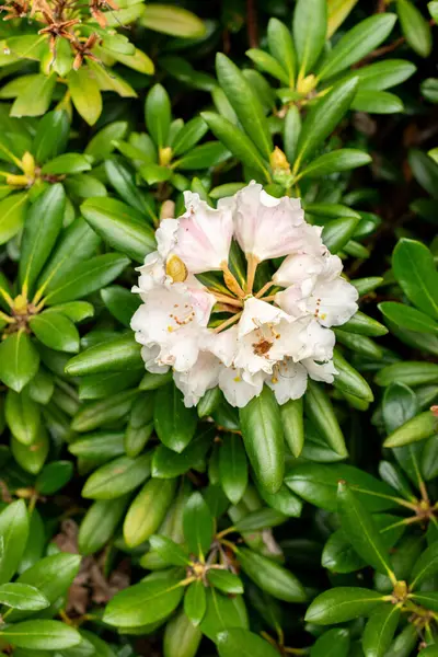 Saint Gallen, İsviçre, 9 Mayıs 2025 Rhododendron Degronianum var Yakushimanum fabrikası Botanik Bahçesinde