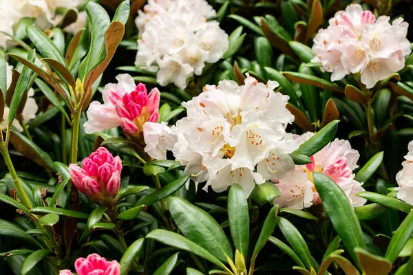 Saint Gallen, İsviçre, 9 Mayıs 2025 Rhododendron Degronianum var Yakushimanum fabrikası Botanik Bahçesinde