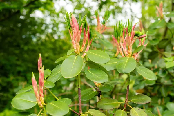 Saint Gallen, İsviçre, 9 Mayıs 2025 Rhododendron Thomsonii bitkisi botanik bahçesinde.