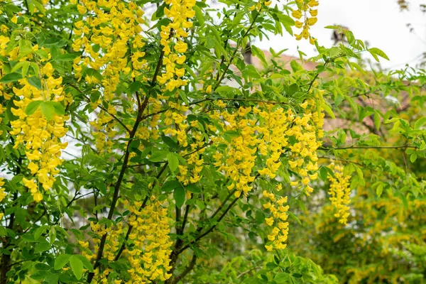 Saint Gallen, İsviçre, 9 Mayıs 2025 Laburnum Anagyroides veya botanik bahçesindeki altın yağmur bitkisi