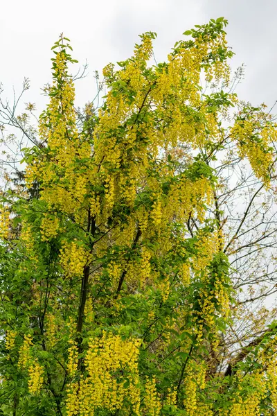 Saint Gallen, İsviçre, 9 Mayıs 2025 Laburnum Anagyroides veya botanik bahçesindeki altın yağmur bitkisi