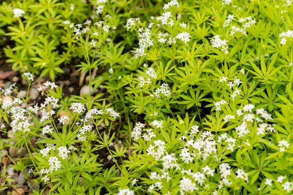 Saint Gallen, İsviçre, 9 Mayıs 2025 Galium Kodoratum veya botanik bahçesindeki tatlı ahşap bitkisi