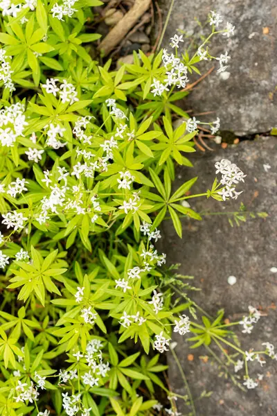 Saint Gallen, İsviçre, 9 Mayıs 2025 Galium Kodoratum veya botanik bahçesindeki tatlı ahşap bitkisi