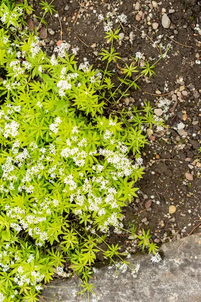 Saint Gallen, İsviçre, 9 Mayıs 2025 Galium Kodoratum veya botanik bahçesindeki tatlı ahşap bitkisi
