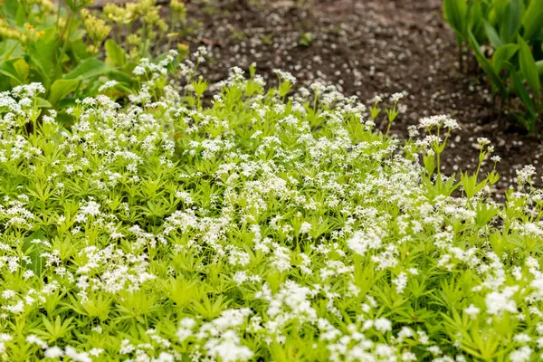 Saint Gallen, İsviçre, 9 Mayıs 2025 Galium Kodoratum veya botanik bahçesindeki tatlı ahşap bitkisi