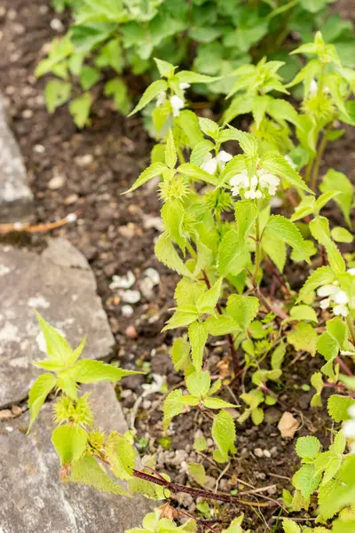 Saint Gallen, İsviçre, 9 Mayıs 2025 Lamium Albümü veya botanik bahçesindeki beyaz ölü ısırgan otu bitkisi