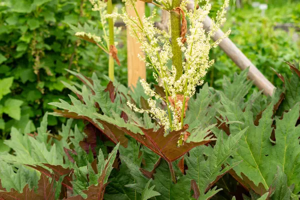 Saint Gallen, İsviçre, 9 Mayıs 2025 Rheum Palmatum veya botanik bahçesindeki süs bitkisi