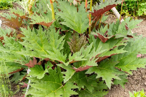 Saint Gallen, İsviçre, 9 Mayıs 2025 Rheum Palmatum veya botanik bahçesindeki süs bitkisi