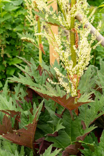 Saint Gallen, İsviçre, 9 Mayıs 2025 Rheum Palmatum veya botanik bahçesindeki süs bitkisi