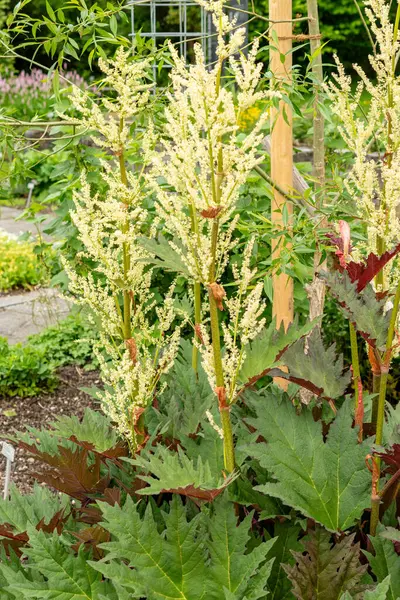 Saint Gallen, İsviçre, 9 Mayıs 2025 Rheum Palmatum veya botanik bahçesindeki süs bitkisi