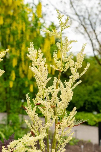 Saint Gallen, İsviçre, 9 Mayıs 2025 Rheum Palmatum veya botanik bahçesindeki süs bitkisi