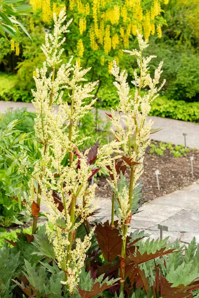 Saint Gallen, İsviçre, 9 Mayıs 2025 Rheum Palmatum veya botanik bahçesindeki süs bitkisi