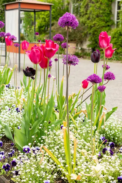 Saint Gallen, İsviçre, 9 Mayıs 2025 Botanik Bahçesindeki renkli lale ve alyum bitkileri