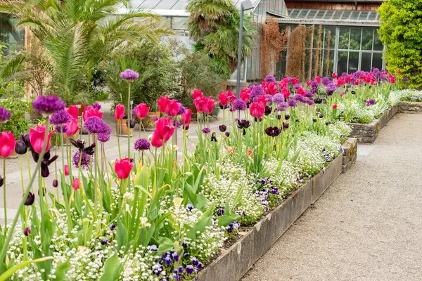 Saint Gallen, İsviçre, 9 Mayıs 2025 Botanik Bahçesinde renkli lale çiçekleri