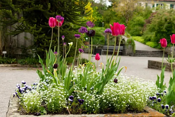 Saint Gallen, İsviçre, 9 Mayıs 2025 Botanik Bahçesinde renkli lale çiçekleri