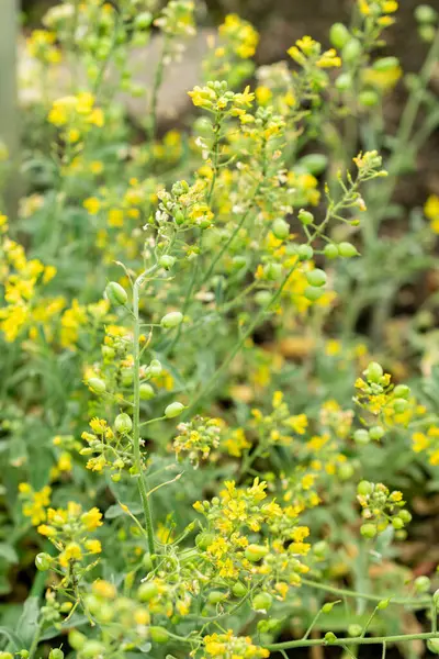 Saint Gallen, İsviçre, 9 Mayıs 2025 Lesquerella Arktika veya botanik bahçesindeki arktik mesane fabrikası