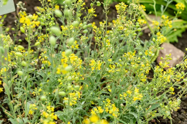 Saint Gallen, İsviçre, 9 Mayıs 2025 Lesquerella Arktika veya botanik bahçesindeki arktik mesane fabrikası