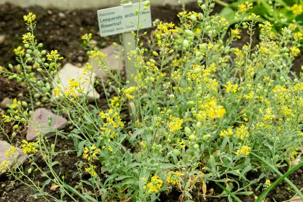 Saint Gallen, İsviçre, 9 Mayıs 2025 Lesquerella Arktika veya botanik bahçesindeki arktik mesane fabrikası