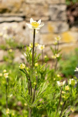 Saint Gallen, İsviçre, 13 Mayıs 2025 Anemone Multifida veya botanik bahçesindeki Pasifik şakayık bitkisi