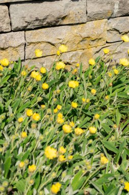 Saint Gallen, İsviçre, 13 Mayıs 2025 Peleterianum bitkisi botanik bahçesinde