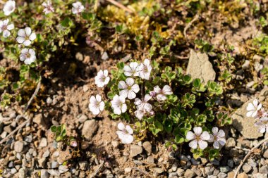 Saint Gallen, İsviçre, 13 Mayıs 2025 Gypúila Cerastioides veya yavru ot botanik bahçesindeki nefes bitkisi