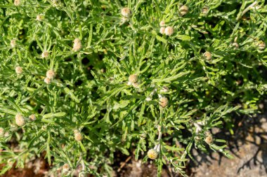 Saint Gallen, İsviçre, 13 Mayıs 2025 Eriophyllum Lanatum veya botanik bahçesindeki Oregon güneş ışığı bitkisi