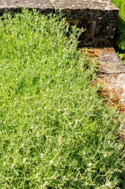 Saint Gallen, İsviçre, 13 Mayıs 2025 Eriophyllum Lanatum veya botanik bahçesindeki Oregon güneş ışığı bitkisi