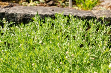 Saint Gallen, İsviçre, 13 Mayıs 2025 Eriophyllum Lanatum veya botanik bahçesindeki Oregon güneş ışığı bitkisi