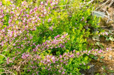 Saint Gallen, İsviçre, 13 Mayıs 2025 Chamaecytisus Purpureus veya botanik bahçesindeki mor süpürge bitkisi