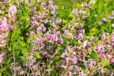 Saint Gallen, İsviçre, 13 Mayıs 2025 Chamaecytisus Purpureus veya botanik bahçesindeki mor süpürge bitkisi