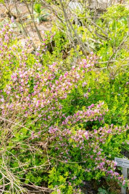 Saint Gallen, İsviçre, 13 Mayıs 2025 Chamaecytisus Purpureus veya botanik bahçesindeki mor süpürge bitkisi