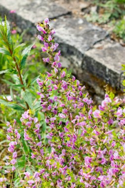 Saint Gallen, İsviçre, 13 Mayıs 2025 Chamaecytisus Purpureus veya botanik bahçesindeki mor süpürge bitkisi