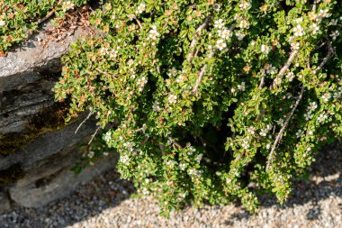 Saint Gallen, İsviçre, 13 Mayıs 2025 Botanik Bahçesindeki Cotoneaster Congestus fabrikası