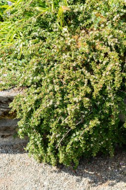 Saint Gallen, İsviçre, 13 Mayıs 2025 Botanik Bahçesindeki Cotoneaster Congestus fabrikası