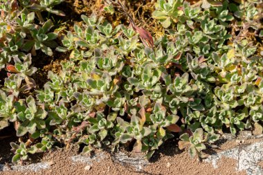Saint Gallen, İsviçre, 13 Mayıs 2025 Kafkasya ya da botanik bahçesindeki dağ kayası teresi fabrikası