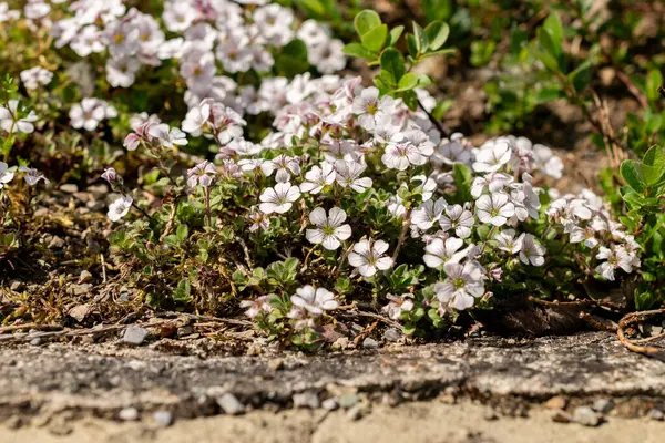 Saint Gallen, İsviçre, 13 Mayıs 2025 Gypúila Cerastioides veya yavru ot botanik bahçesindeki nefes bitkisi