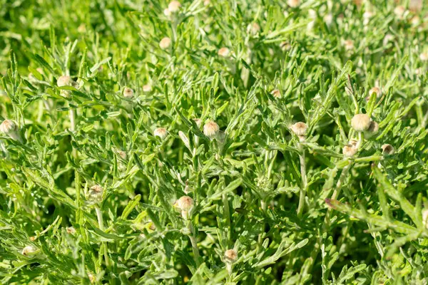 Saint Gallen, İsviçre, 13 Mayıs 2025 Eriophyllum Lanatum veya botanik bahçesindeki Oregon güneş ışığı bitkisi