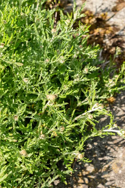 Saint Gallen, İsviçre, 13 Mayıs 2025 Eriophyllum Lanatum veya botanik bahçesindeki Oregon güneş ışığı bitkisi