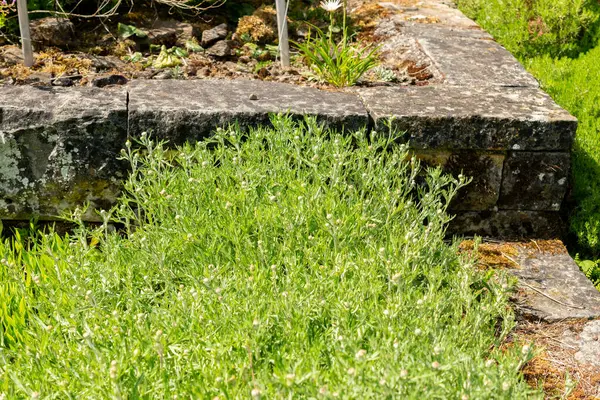 Saint Gallen, İsviçre, 13 Mayıs 2025 Eriophyllum Lanatum veya botanik bahçesindeki Oregon güneş ışığı bitkisi