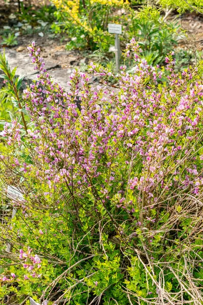 Saint Gallen, İsviçre, 13 Mayıs 2025 Chamaecytisus Purpureus veya botanik bahçesindeki mor süpürge bitkisi