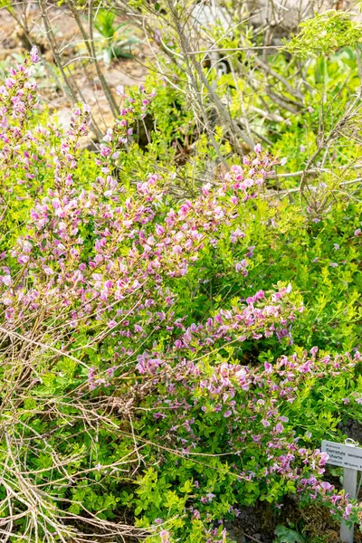 Saint Gallen, İsviçre, 13 Mayıs 2025 Chamaecytisus Purpureus veya botanik bahçesindeki mor süpürge bitkisi