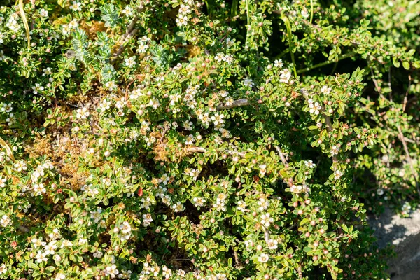 Saint Gallen, İsviçre, 13 Mayıs 2025 Botanik Bahçesindeki Cotoneaster Congestus fabrikası