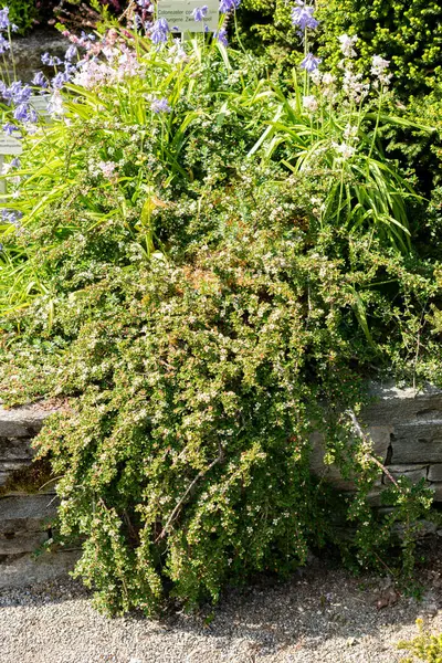 Saint Gallen, İsviçre, 13 Mayıs 2025 Botanik Bahçesindeki Cotoneaster Congestus fabrikası