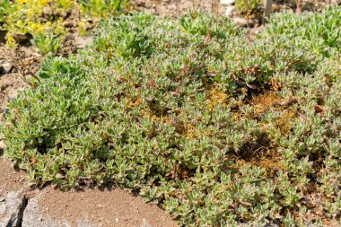 Saint Gallen, İsviçre, 13 Mayıs 2025 Kafkasya ya da botanik bahçesindeki dağ kayası teresi fabrikası