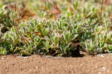 Saint Gallen, İsviçre, 13 Mayıs 2025 Kafkasya ya da botanik bahçesindeki dağ kayası teresi fabrikası