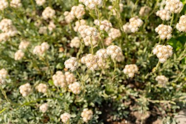 Saint Gallen, İsviçre, 13 Mayıs 2025 Antennaria Dioica veya botanik bahçesindeki kedi ayağı fabrikası
